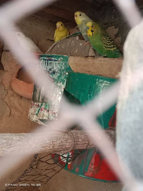 buges parrot pair Whatsapp 03061908536 2