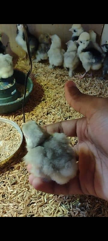 White, Black , Blue bentum chicks 0