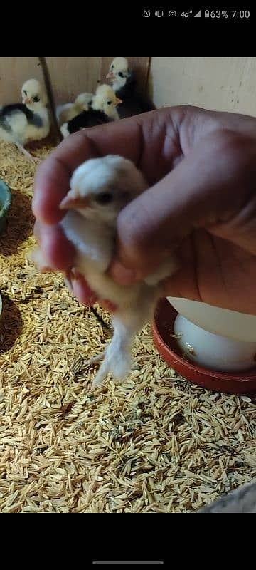 White, Black , Blue bentum chicks 2