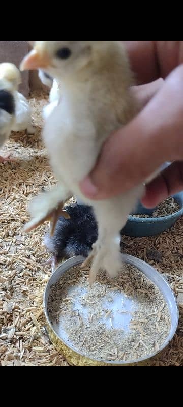 White, Black , Blue bentum chicks 3