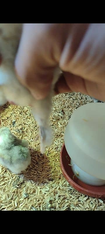 White, Black , Blue bentum chicks 4