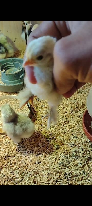 White, Black , Blue bentum chicks 5