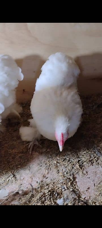 White, Black , Blue bentum chicks 8