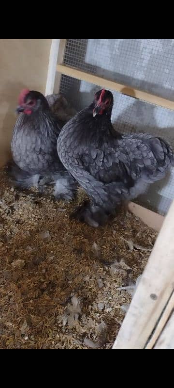 White, Black , Blue bentum chicks 9