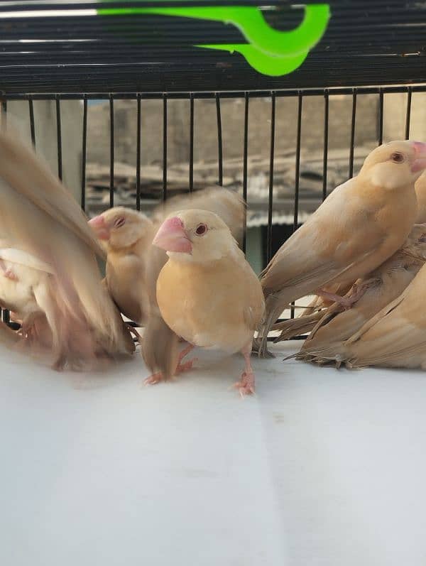 Java Bird Chicks for Sale | Active & Healthy 0