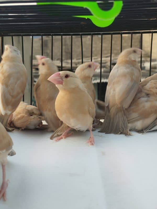 Java Bird Chicks for Sale | Active & Healthy 1