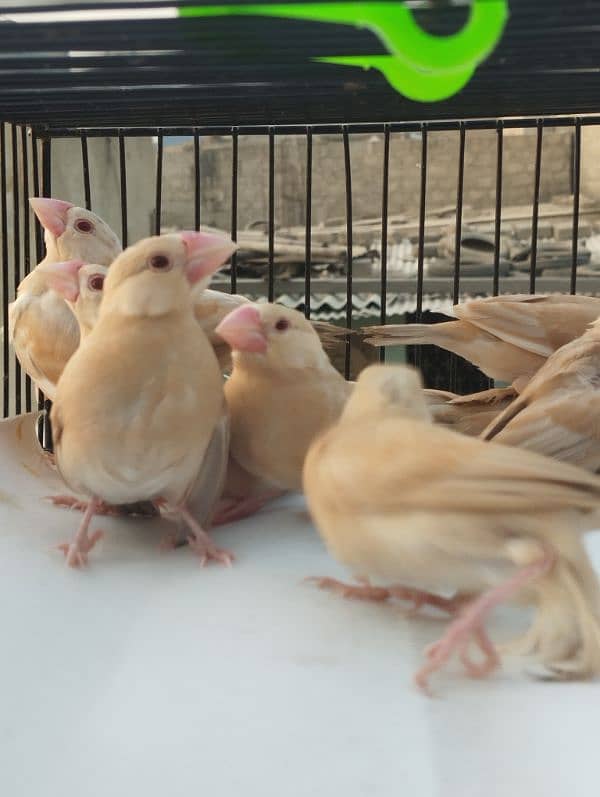 Java Bird Chicks for Sale | Active & Healthy 2