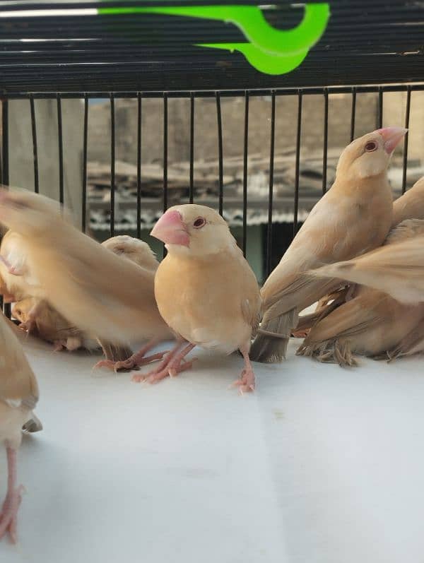 Java Bird Chicks for Sale | Active & Healthy 3