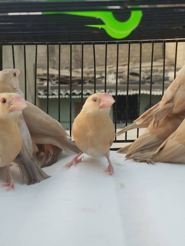 Java Bird Chicks for Sale | Active & Healthy 4