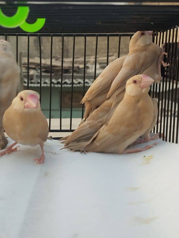 Java Bird Chicks for Sale | Active & Healthy 5