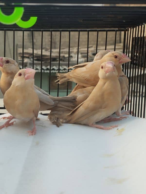 Java Bird Chicks for Sale | Active & Healthy 6