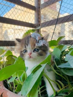 Calico Persian triple coated kitten