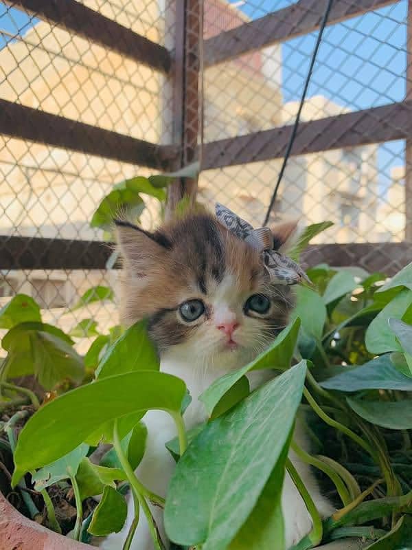 Calico Persian triple coated kitten 1