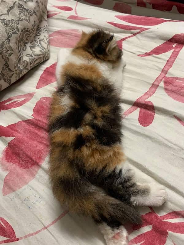 Calico Persian triple coated kitten 2