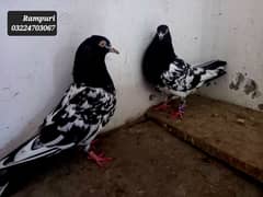 Rampuri birds