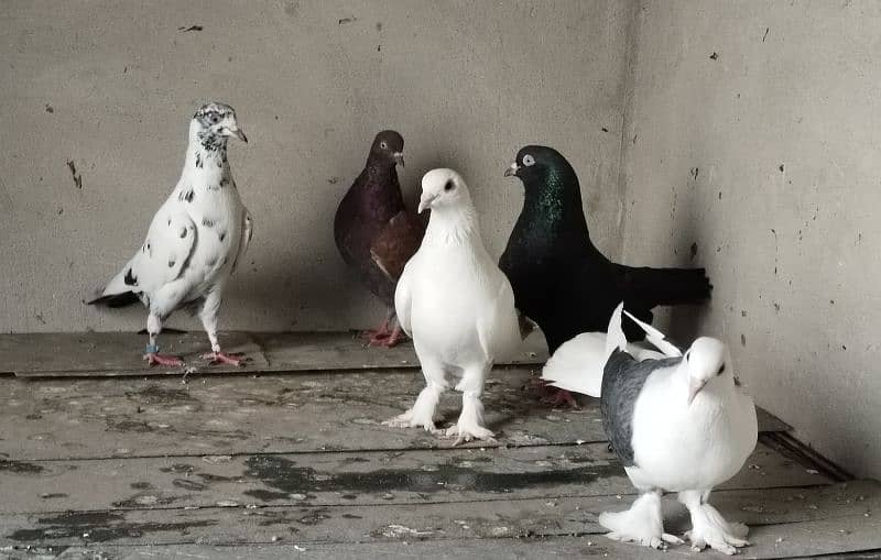 sherazi and other pigeon 1