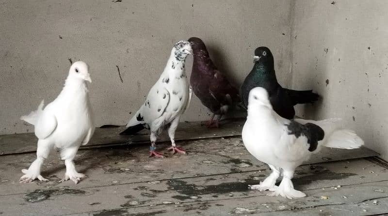 sherazi and other pigeon 2