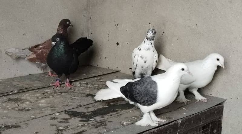 sherazi and other pigeon 4