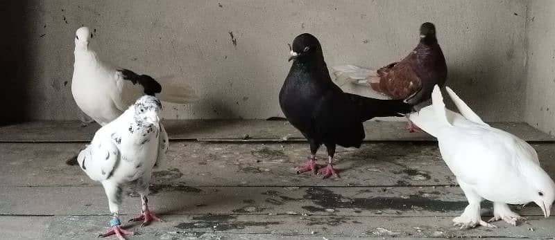 sherazi and other pigeon 6