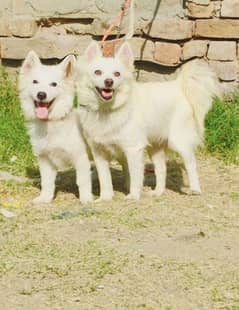 Pure Russian Pair for Sale Age 9 Month Full Security