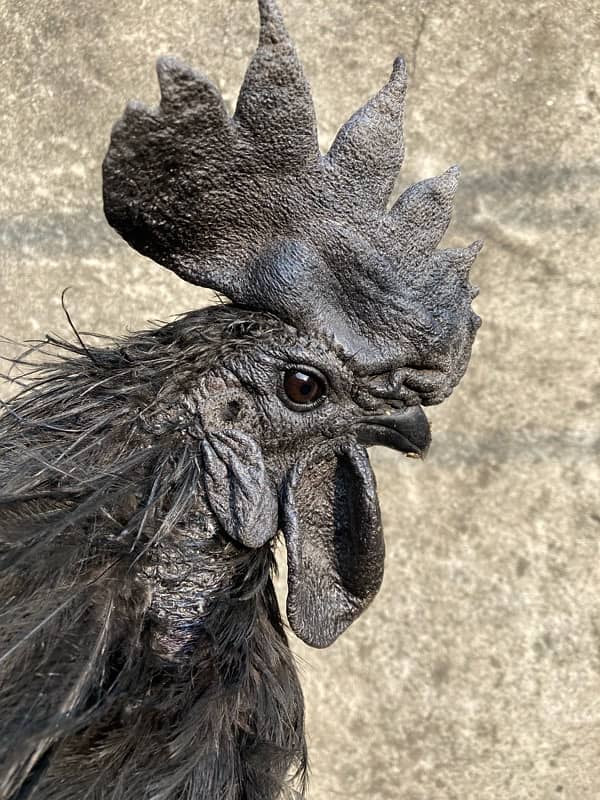 Black Tongue Ayam cemani pair Health and Active 0