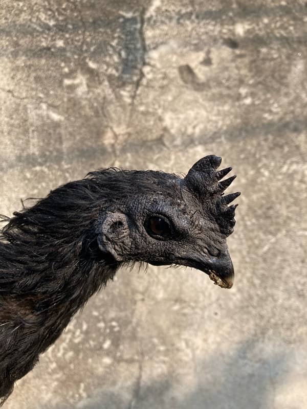 Black Tongue Ayam cemani pair Health and Active 1