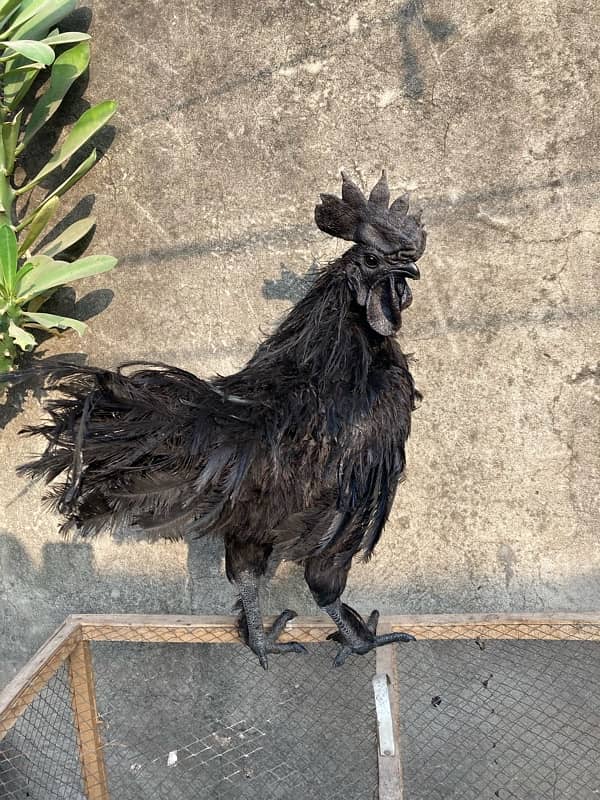 Black Tongue Ayam cemani pair Health and Active 2