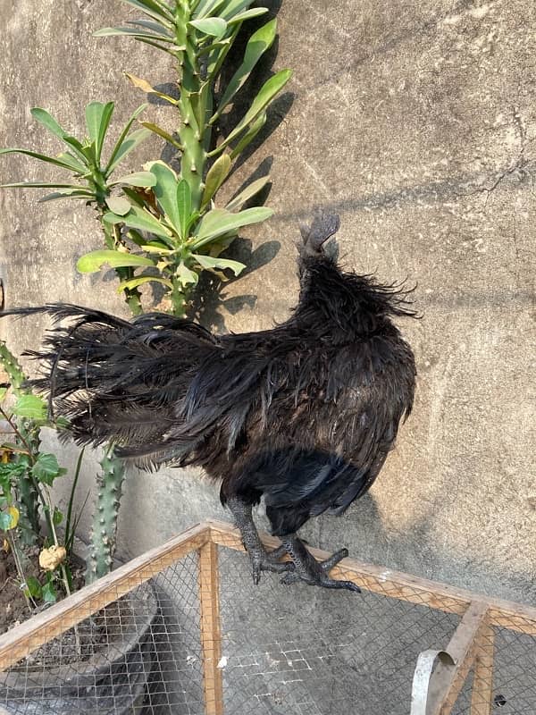 Black Tongue Ayam cemani pair Health and Active 3