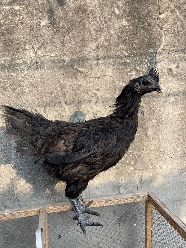 Black Tongue Ayam cemani pair Health and Active 4