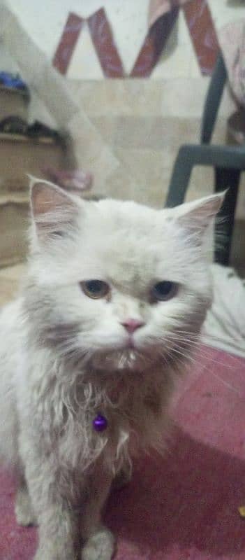 white Persian 2 eyes shade 0