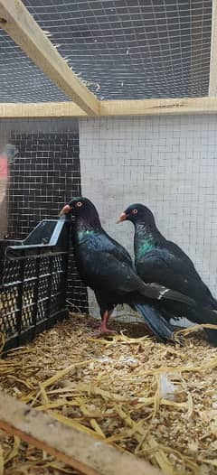 Black Danish Breedar pair