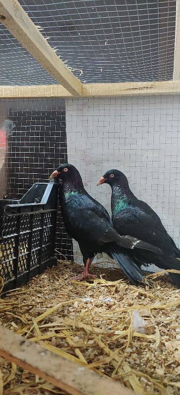 Black Danish Breedar pair 0