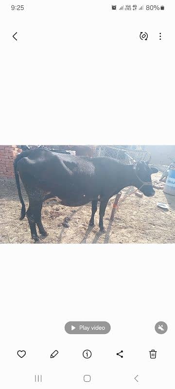 cow with female  ten kg milk 0