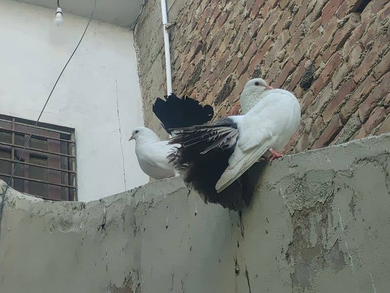 laka kaboor full breedar pair 3 pair avalabil 6