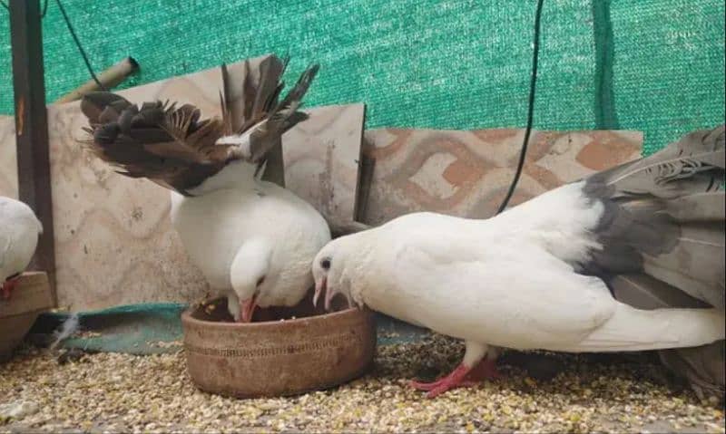 laka kaboor full breedar pair 3 pair avalabil 9