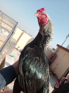 PURE MIANWALI LINE BIRD