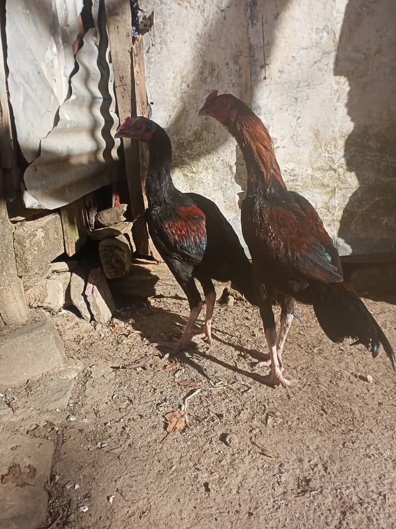 For sale urgent assel hen 1