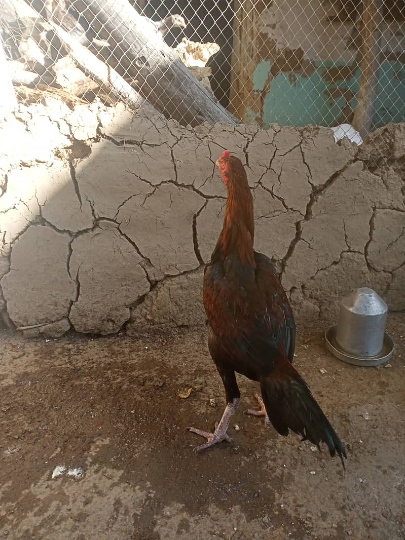 For sale urgent assel hen 2