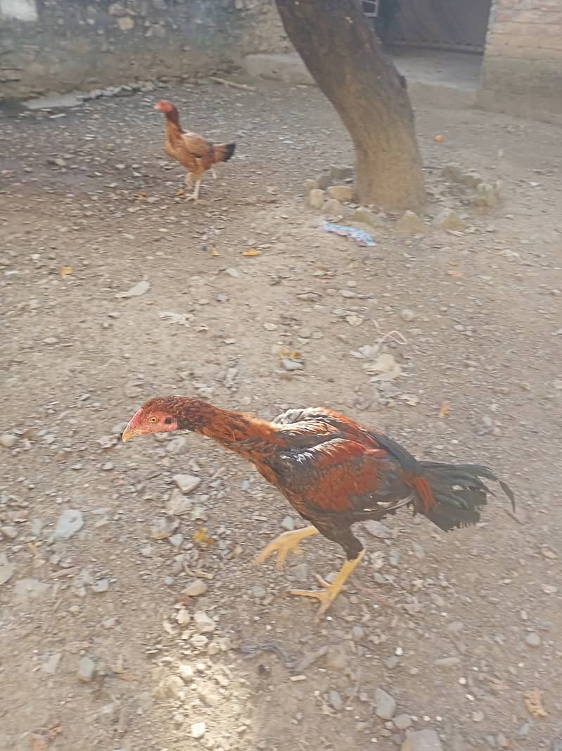 For sale urgent assel hen 4