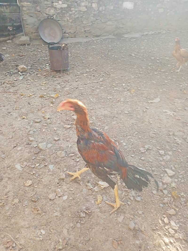 For sale urgent assel hen 5