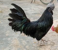 Ayam  Cemani Healthy Pair