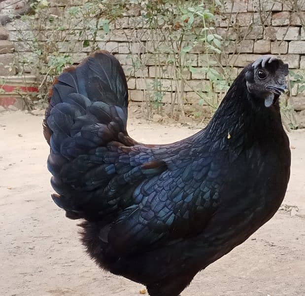 Ayam  Cemani Healthy Pair 1