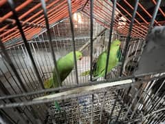 Parrot Green pair sale karna ha please serious buyer contact me only