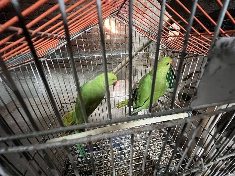 Parrot Green pair sale karna ha please serious buyer contact me only 0