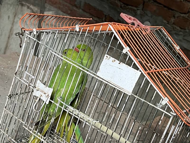 Parrot Green pair sale karna ha please serious buyer contact me only 1