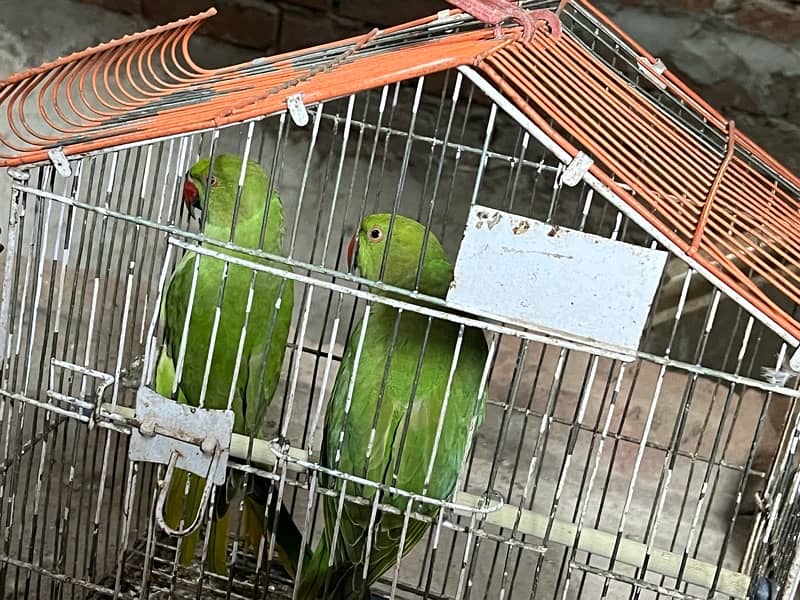 Parrot Green pair sale karna ha please serious buyer contact me only 2