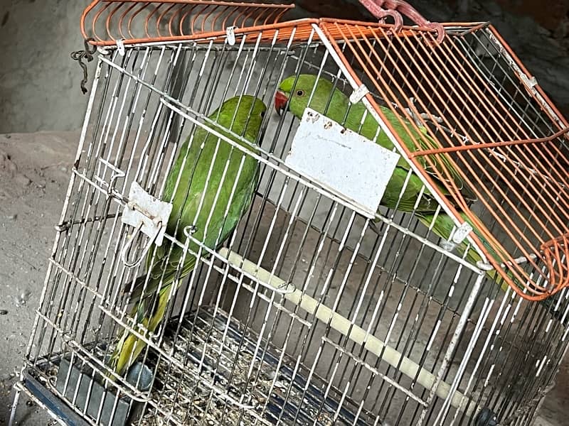 Parrot Green pair sale karna ha please serious buyer contact me only 3