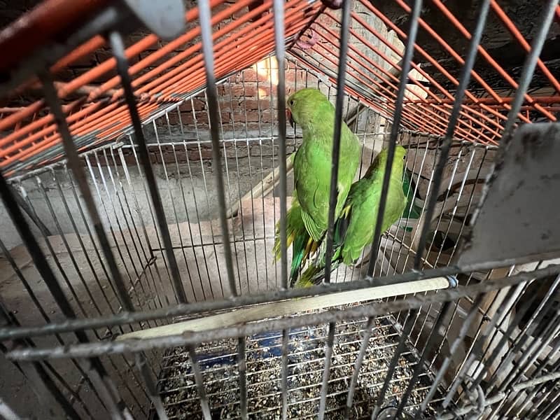 Parrot Green pair sale karna ha please serious buyer contact me only 4