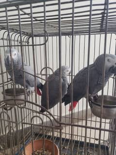 African Grey Parrot