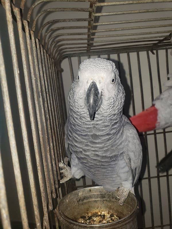 African Grey Parrot 1